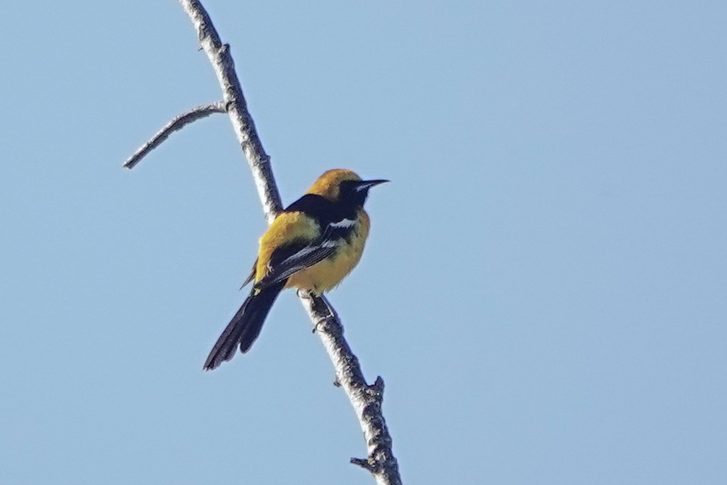 Hooded Oriole - Isabelle Reddy