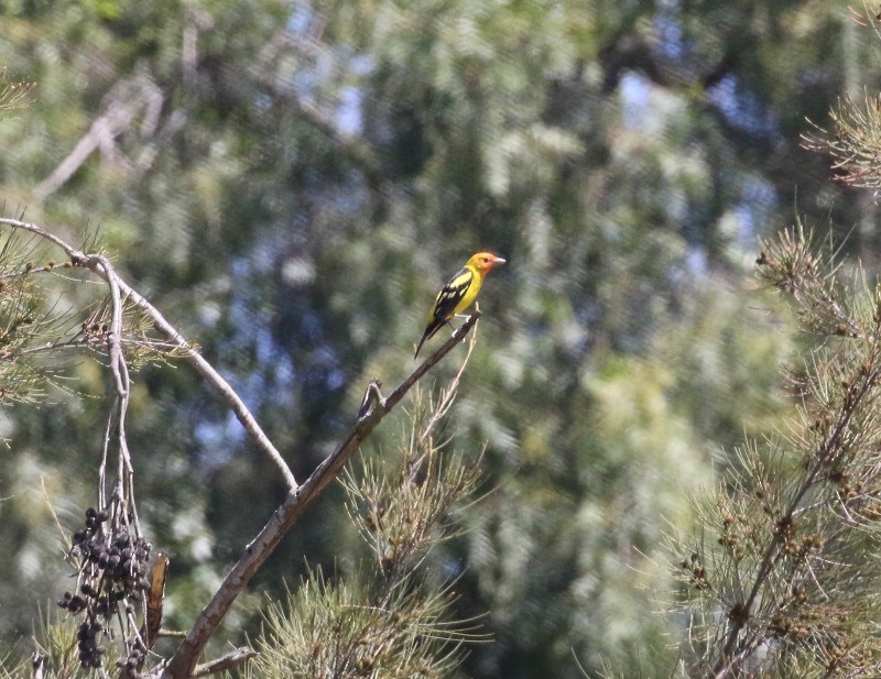 Western Tanager - ML56331151