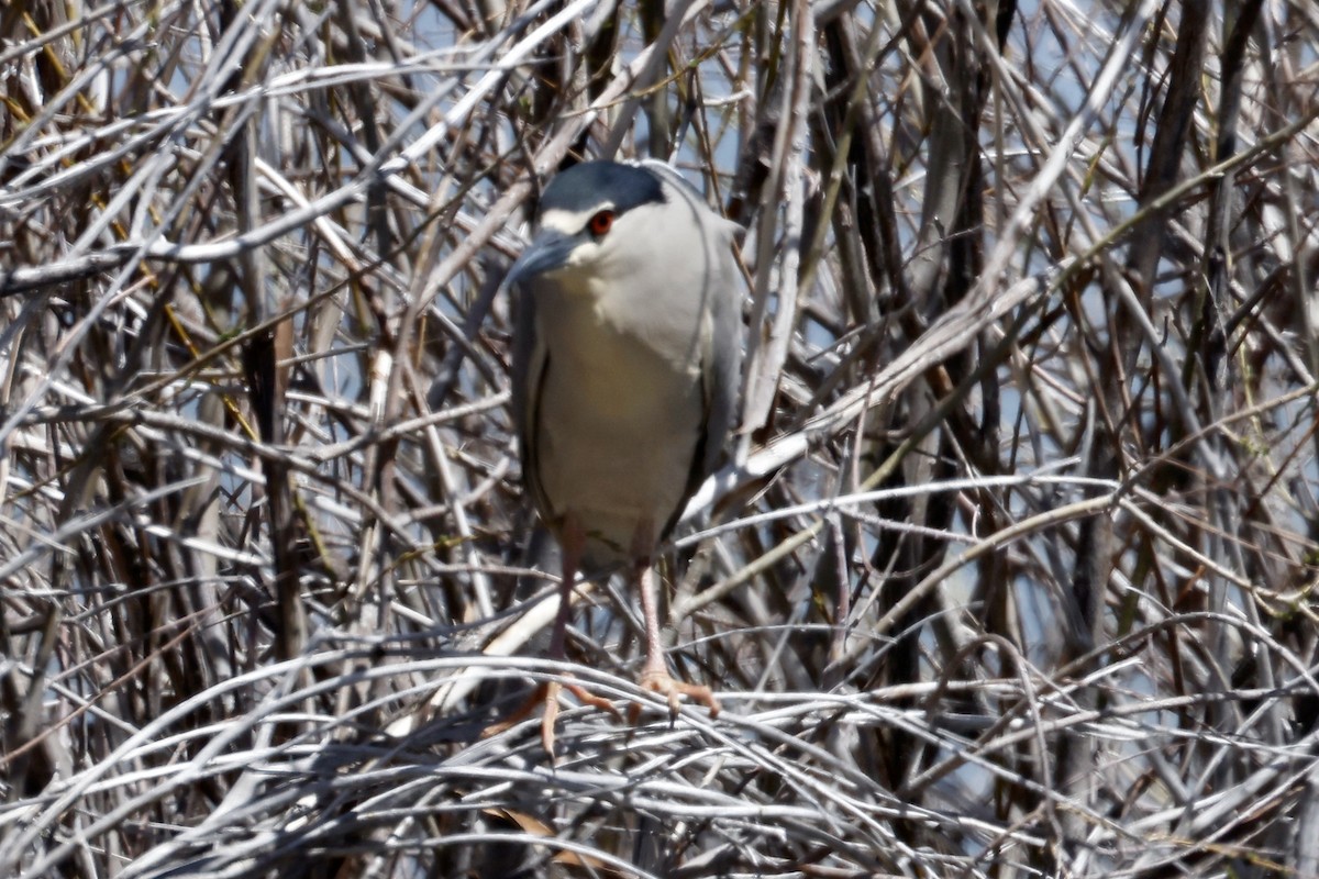 Black-crowned Night Heron - ML563311531