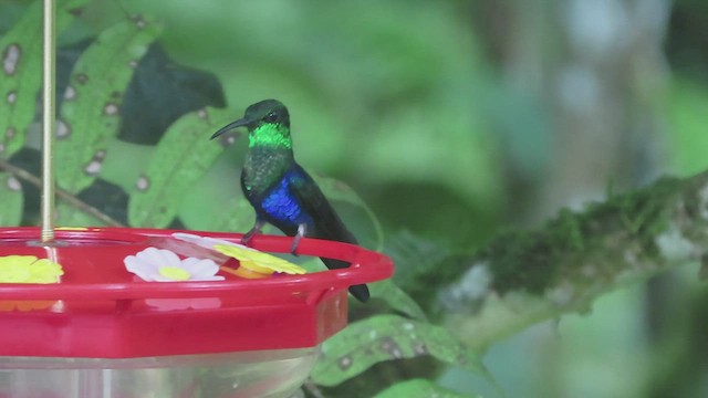 Fork-tailed Woodnymph - ML563313131