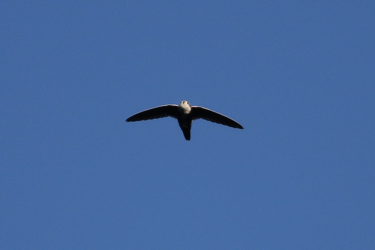 White-throated Swift - Brian Berry