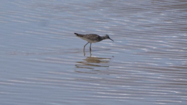 Lesser Yellowlegs - ML563313421