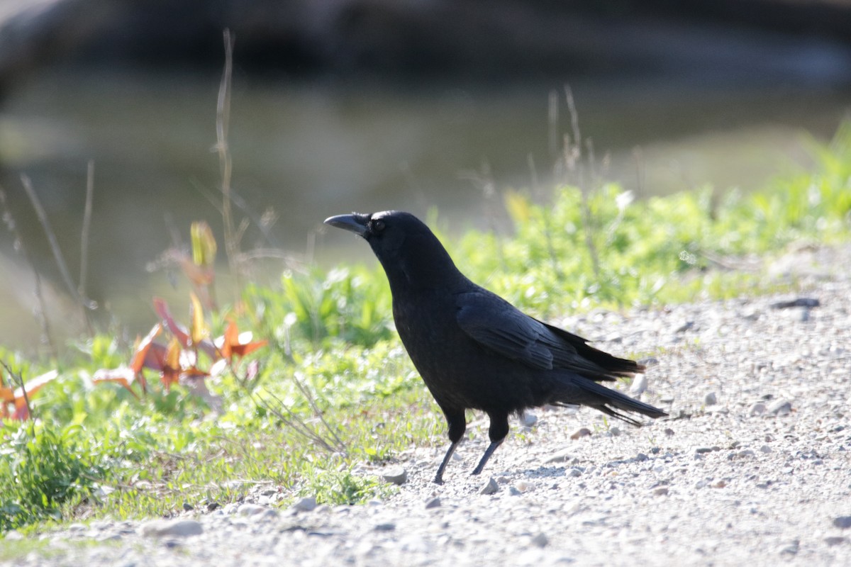 American Crow - ML563313801