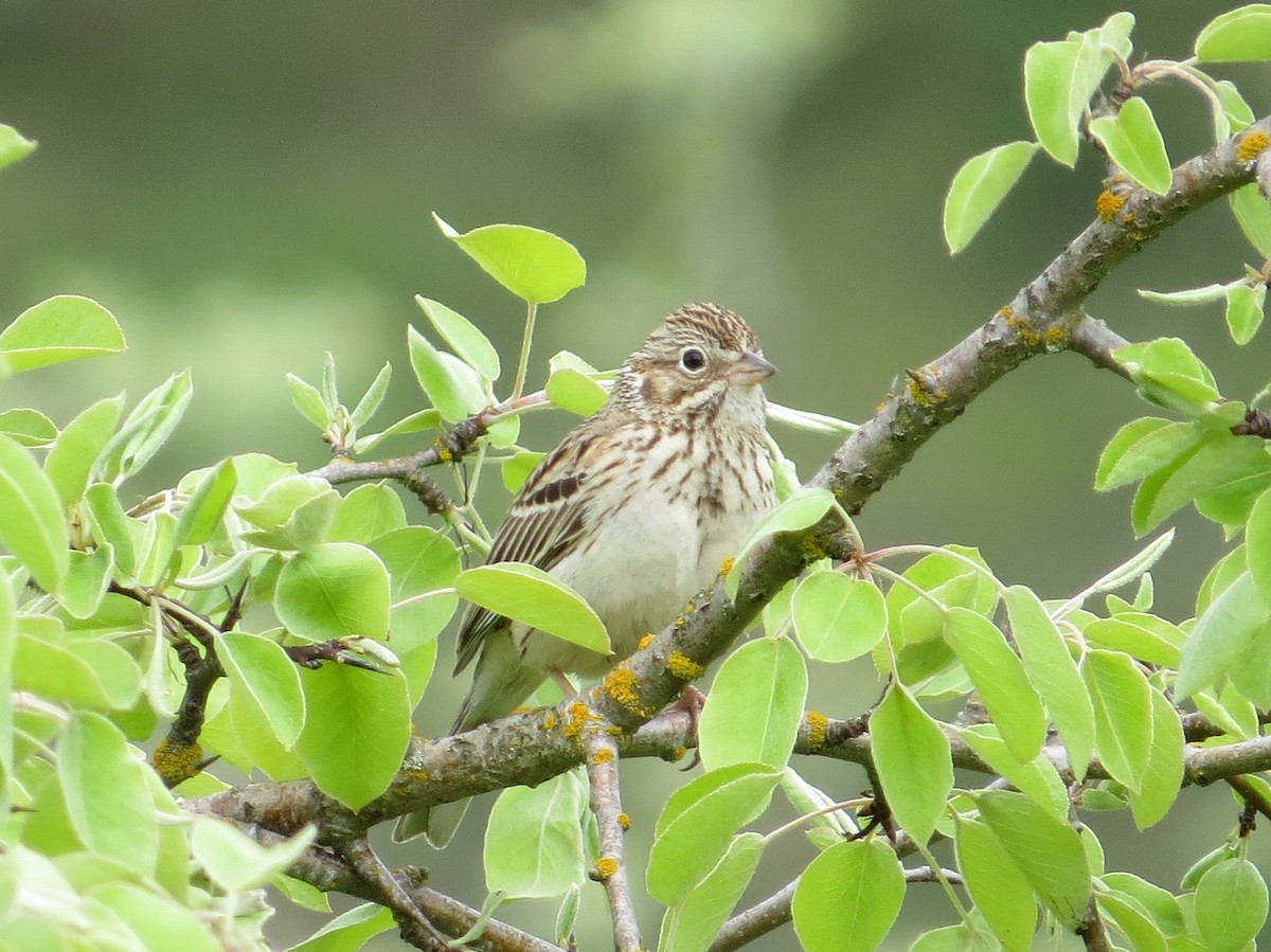 Vesper Sparrow - Vickie Buck