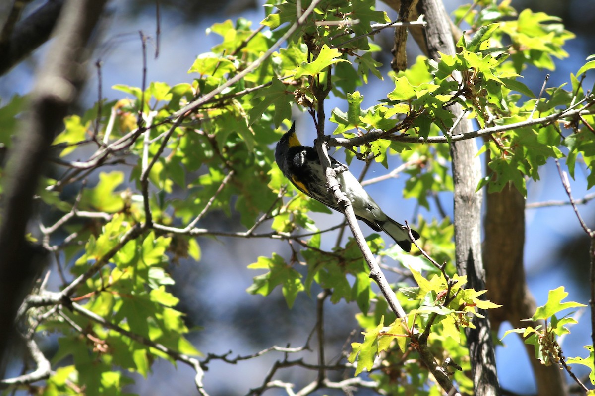 Kronenwaldsänger (Audubonwaldsänger) - ML563314231
