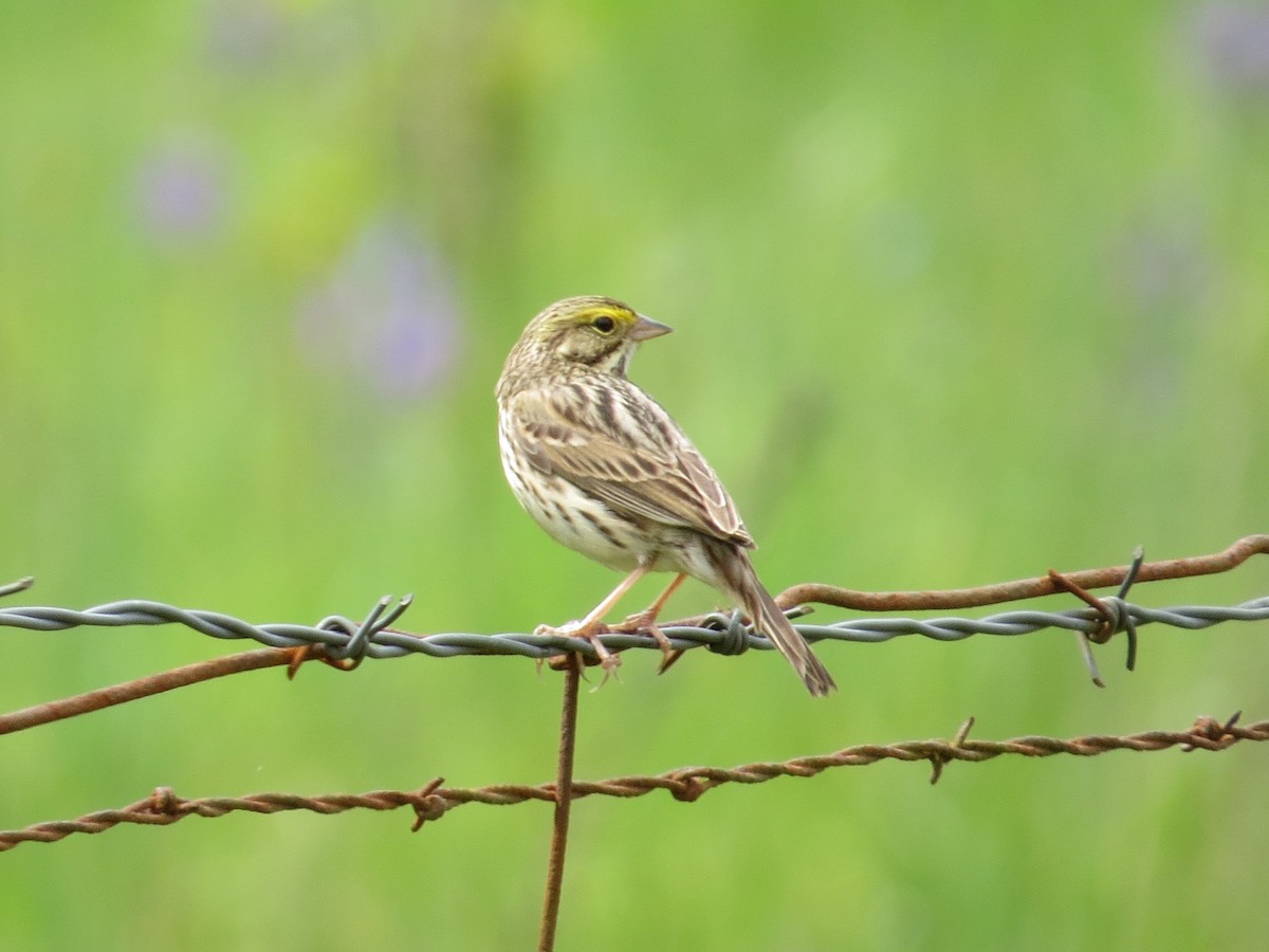 Savannah Sparrow - Vickie Buck
