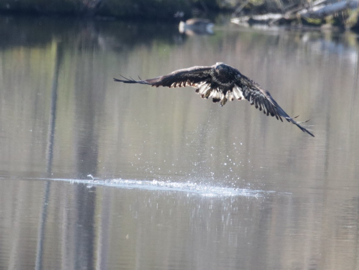 Bald Eagle - ML563314701