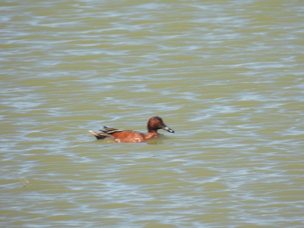 Cinnamon Teal - Elizabeth Brown