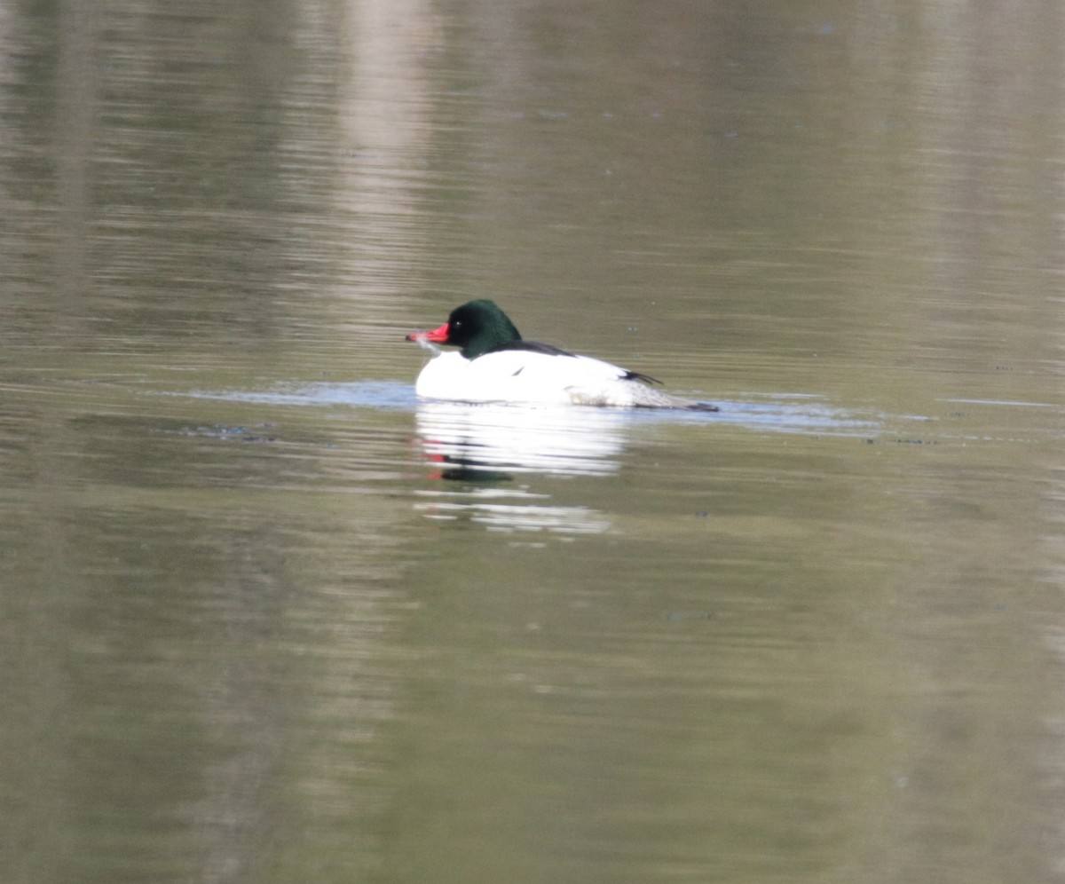 Common Merganser - ML563314861