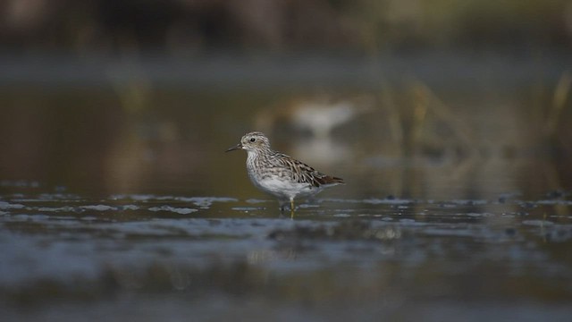 長趾濱鷸 - ML563315571