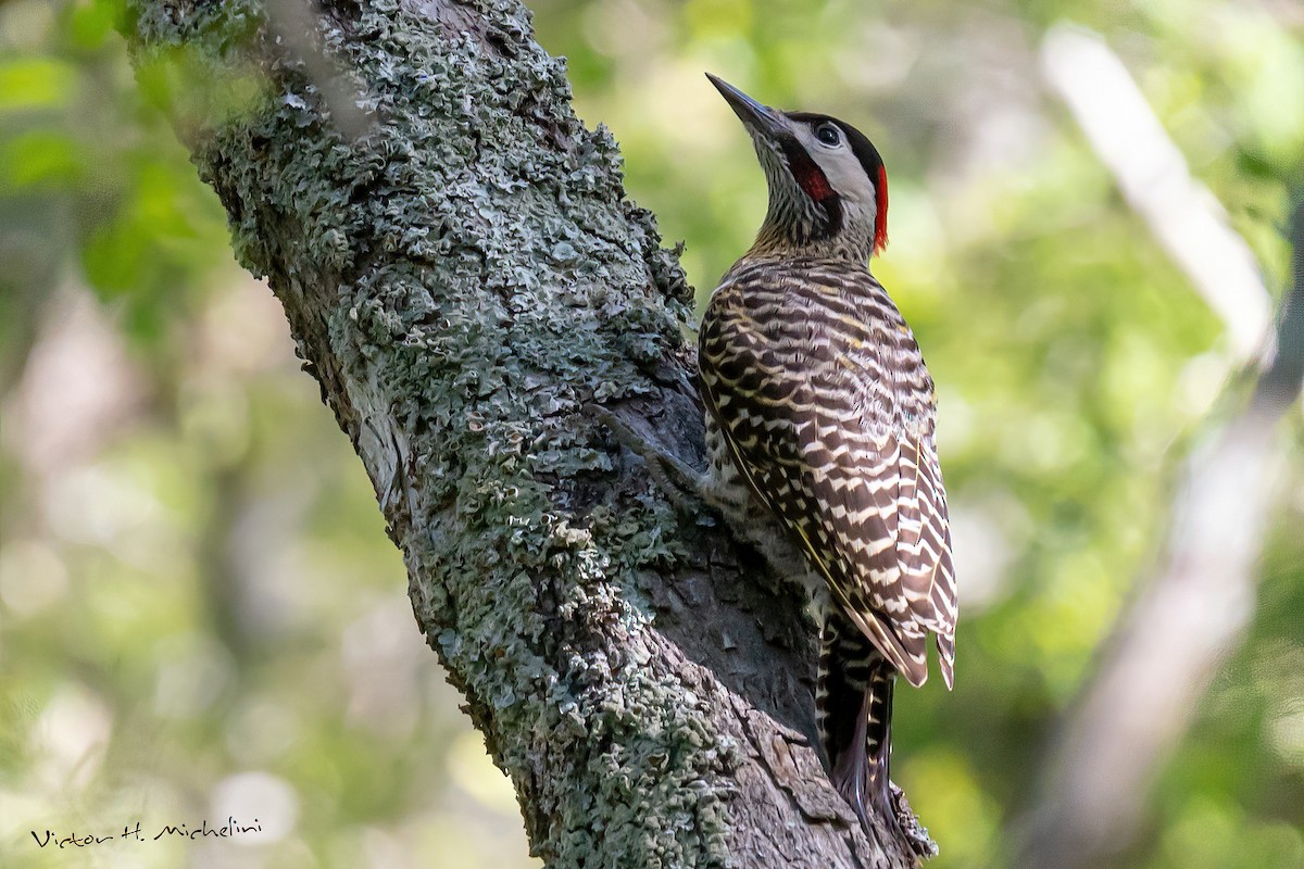 Green-barred Woodpecker - ML563315741