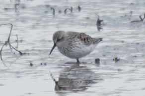 Western Sandpiper - Michael Gordon