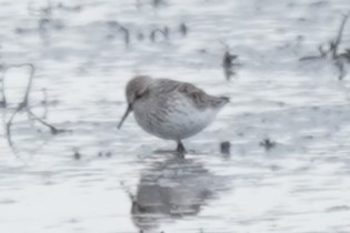 Western Sandpiper - ML563316841