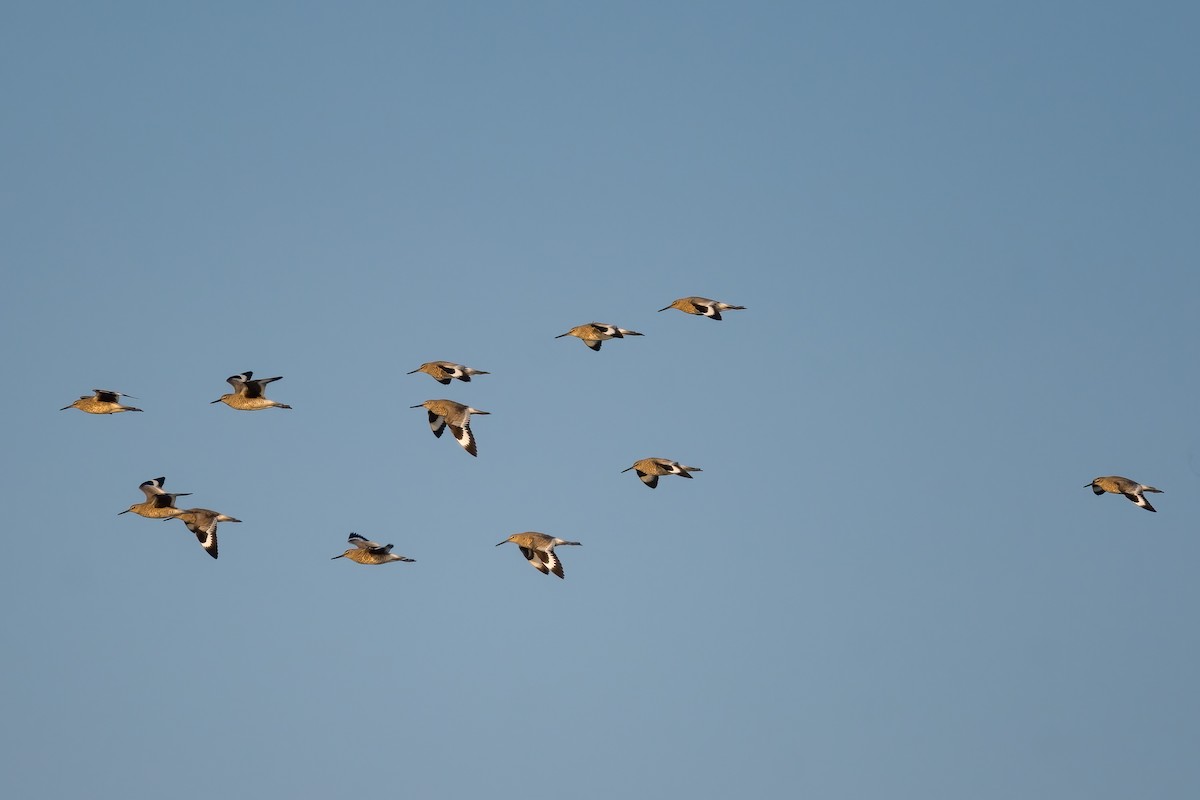 Willet - Michael Nelson