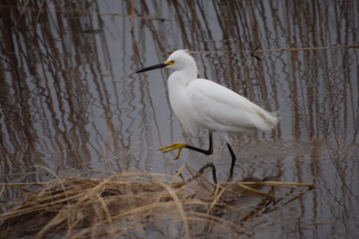 Snowy Egret - ML563317291