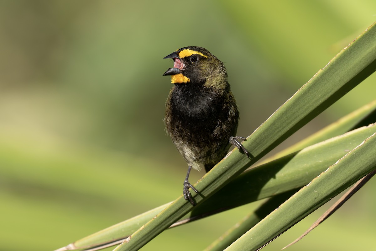 Yellow-faced Grassquit - ML563317461