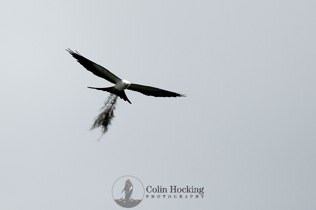 Swallow-tailed Kite - ML563318131