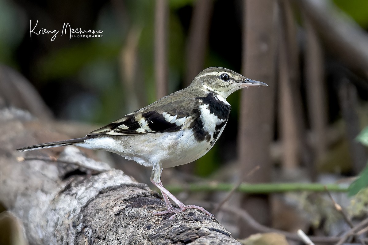 Forest Wagtail - ML563319091