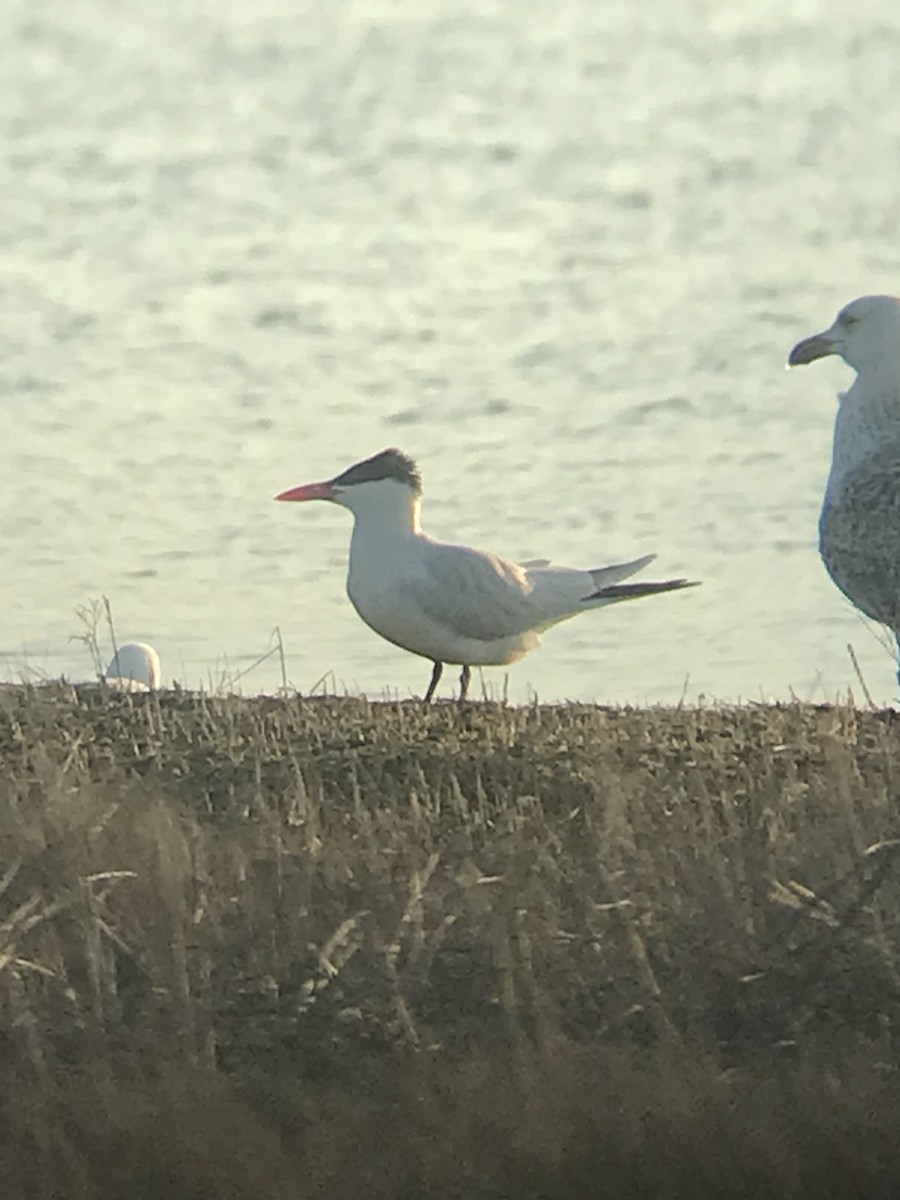 Caspian Tern - ML563319991