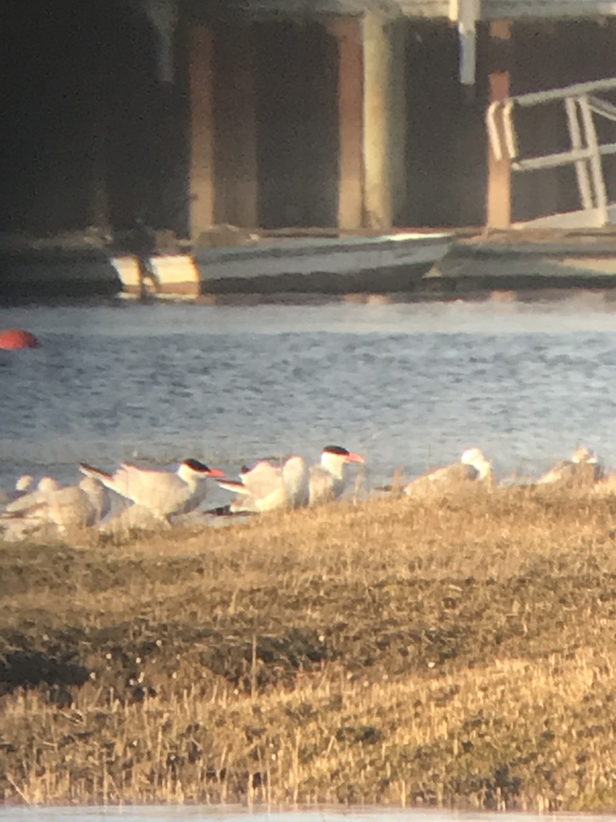 Caspian Tern - ML563320331