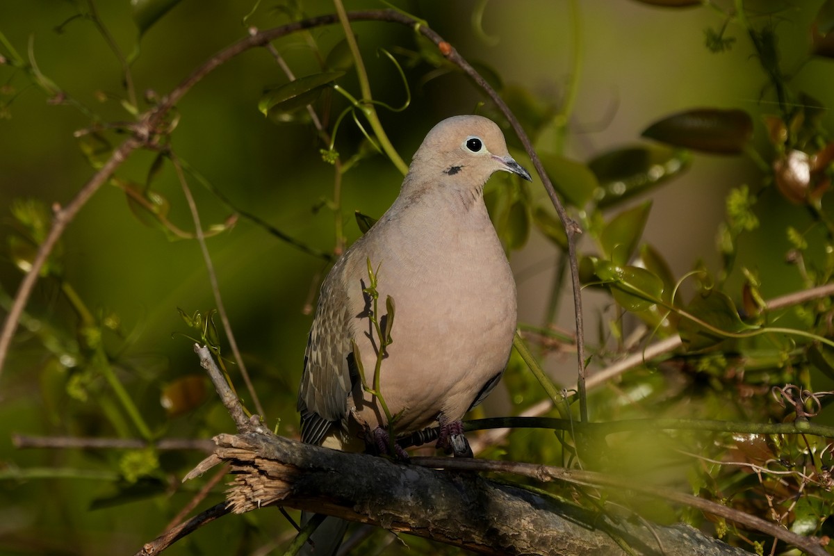 Mourning Dove - ML563320881