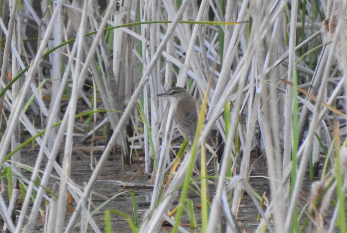 Great Reed Warbler - ML563321031