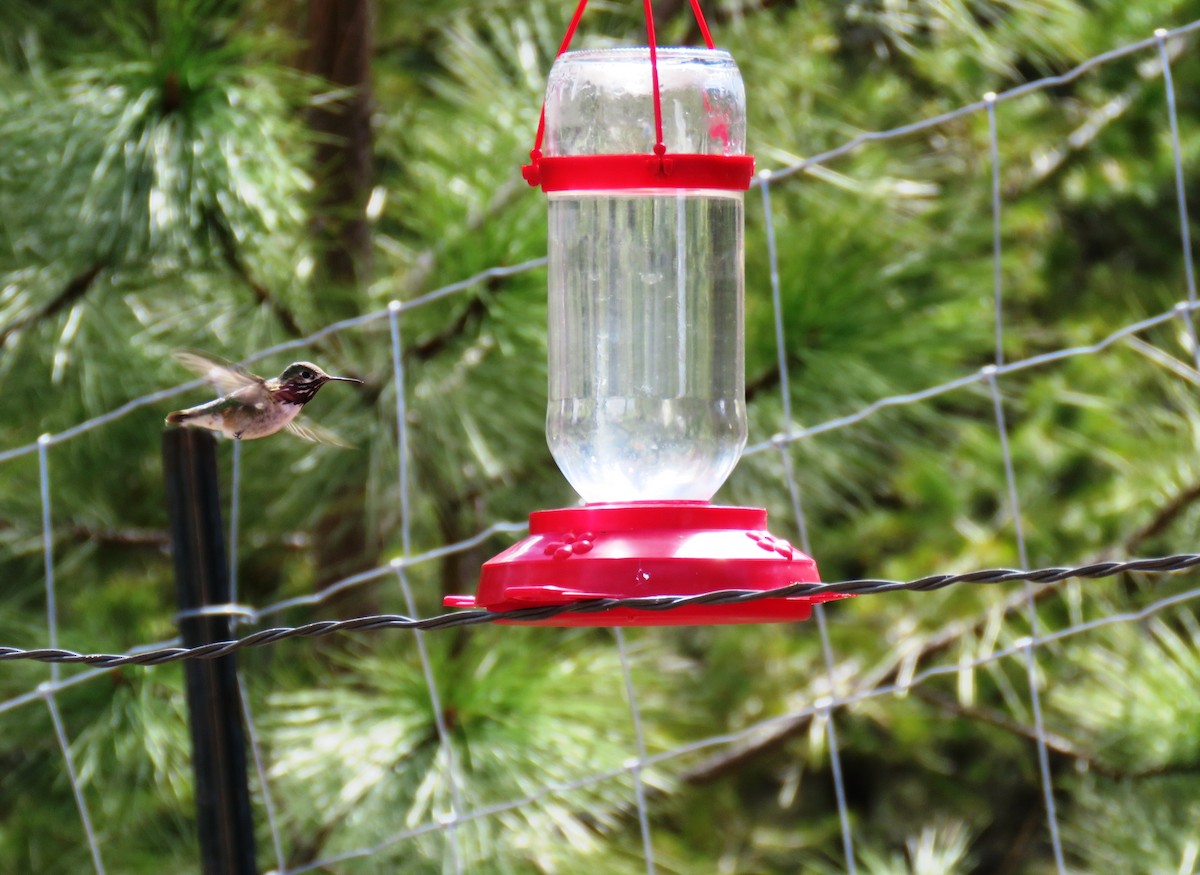 Calliope Hummingbird - ML56332111
