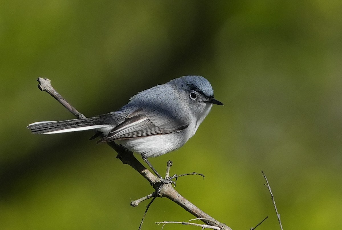 Blue-gray Gnatcatcher - ML563321111
