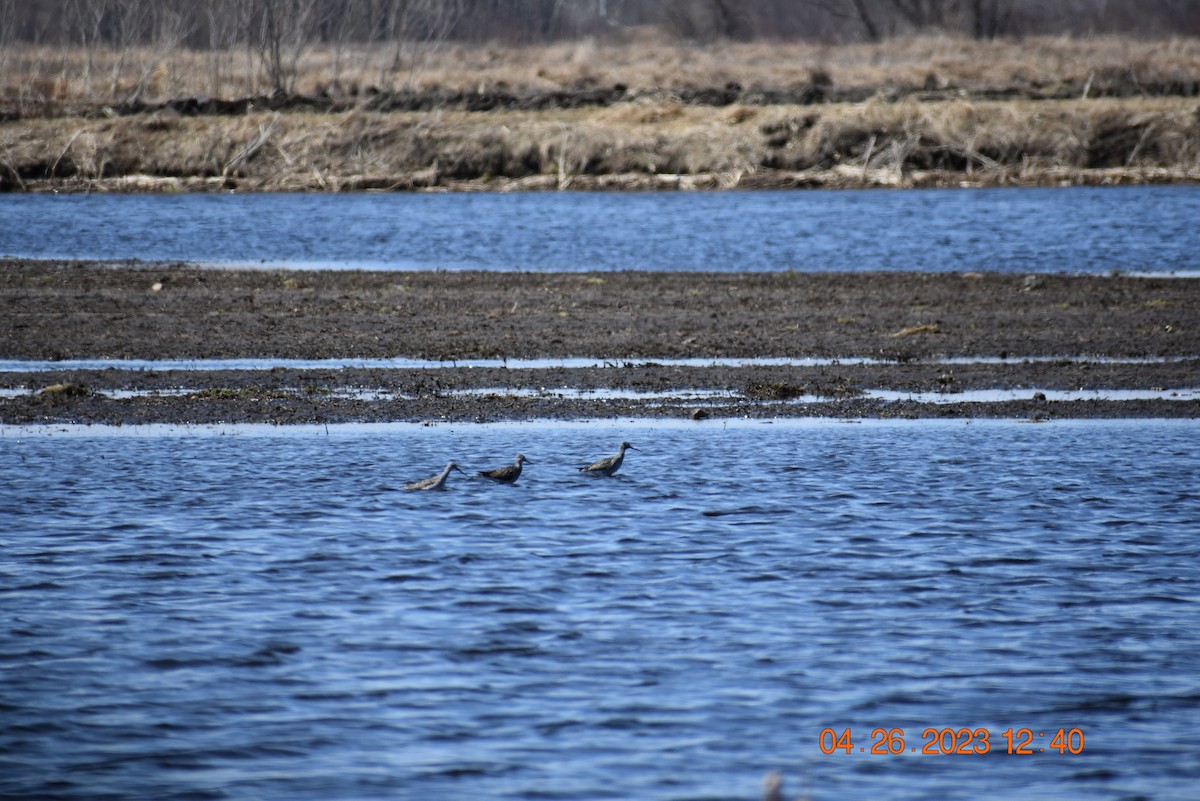 Greater Yellowlegs - ML563321201