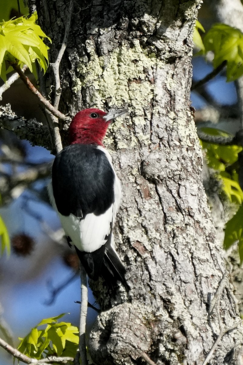 Red-headed Woodpecker - ML563321461