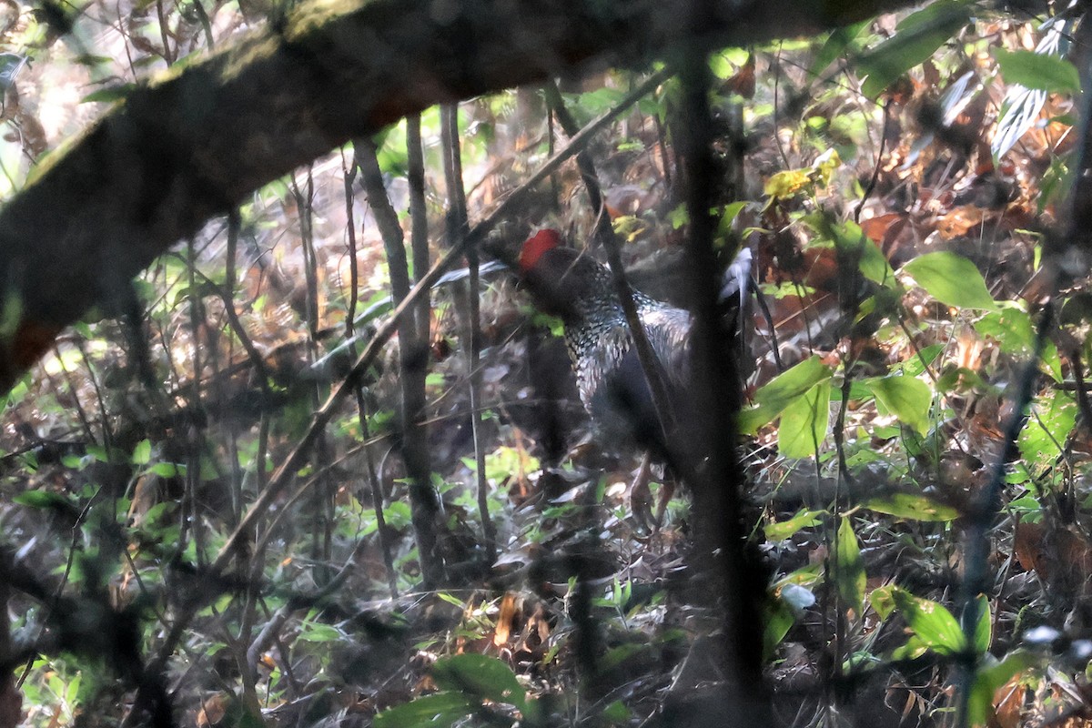 Gray Junglefowl - Charley Hesse TROPICAL BIRDING