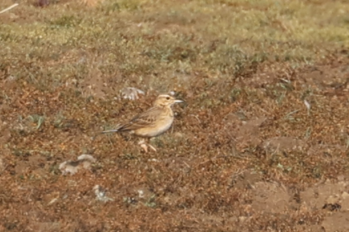 Paddyfield Pipit - ML563322221