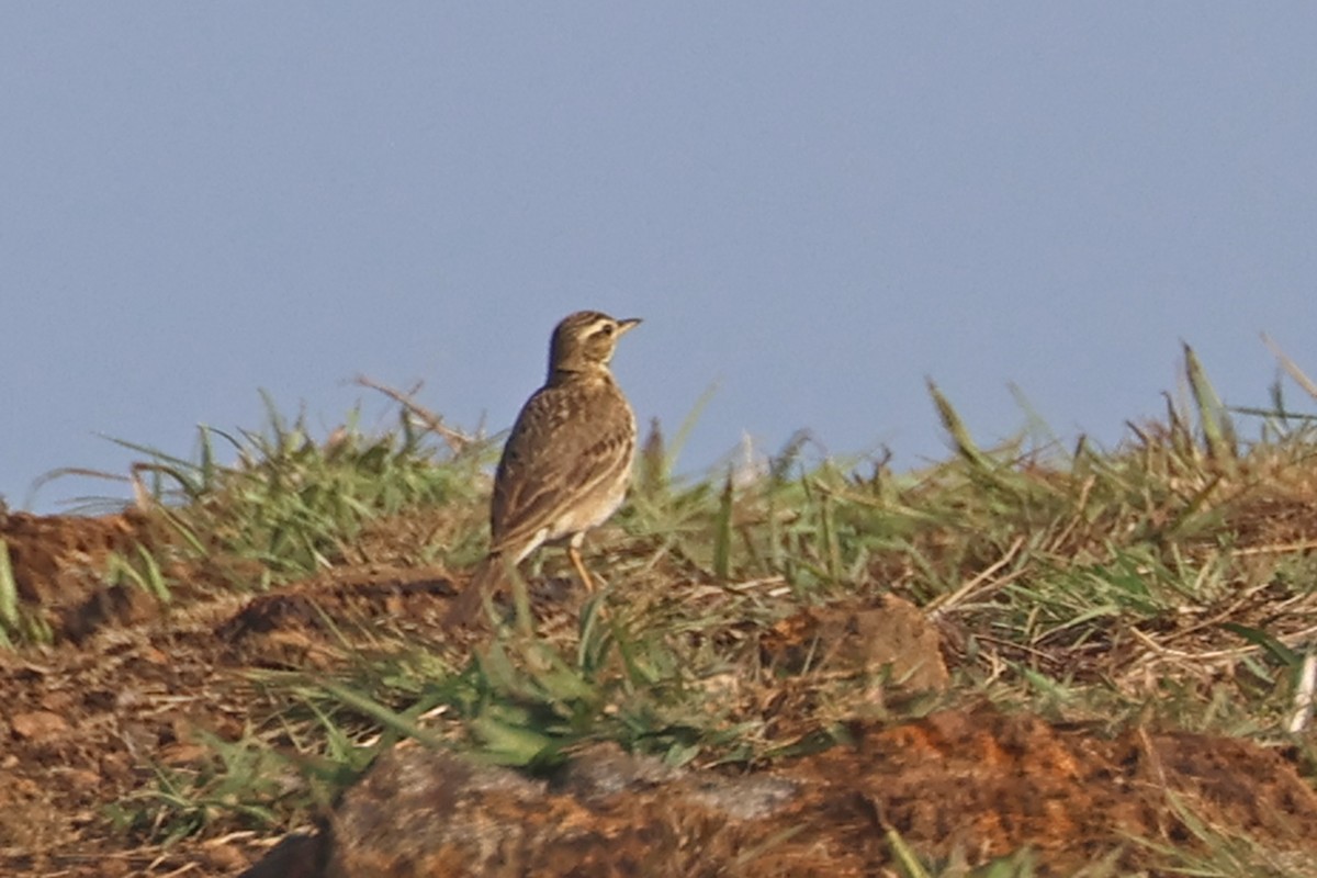 Paddyfield Pipit - ML563322231