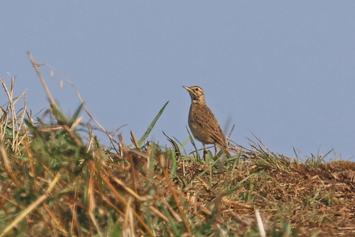 Paddyfield Pipit - ML563322241