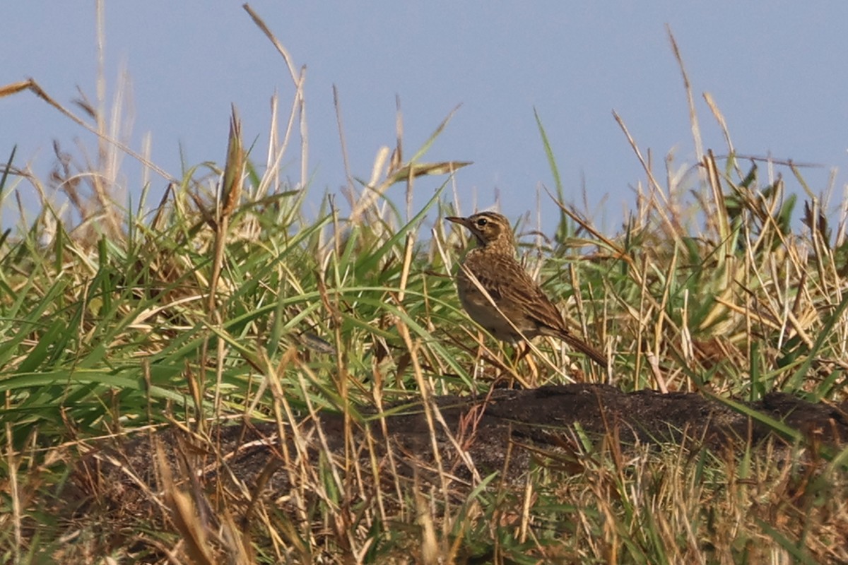 Paddyfield Pipit - ML563322251