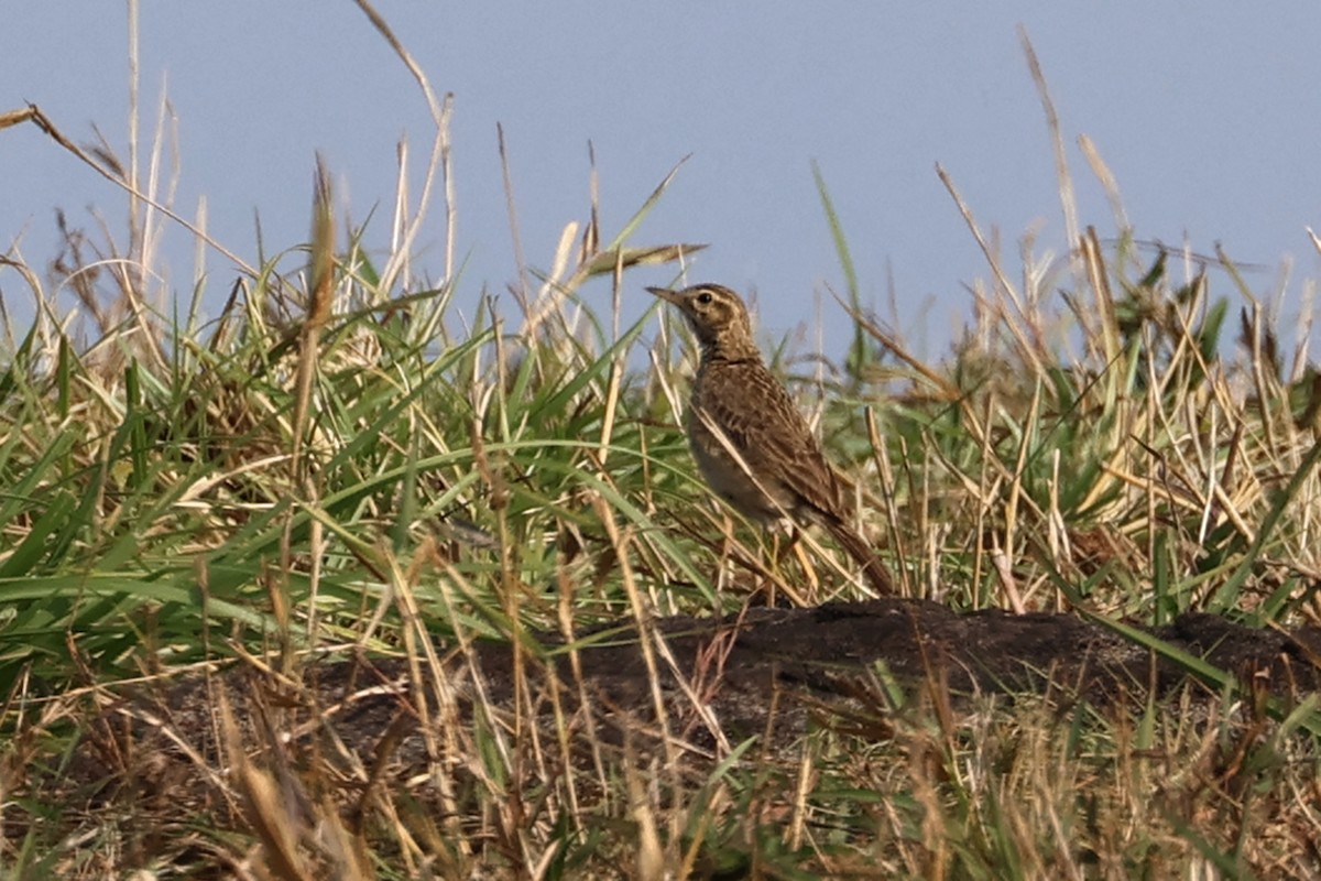 Paddyfield Pipit - ML563322261