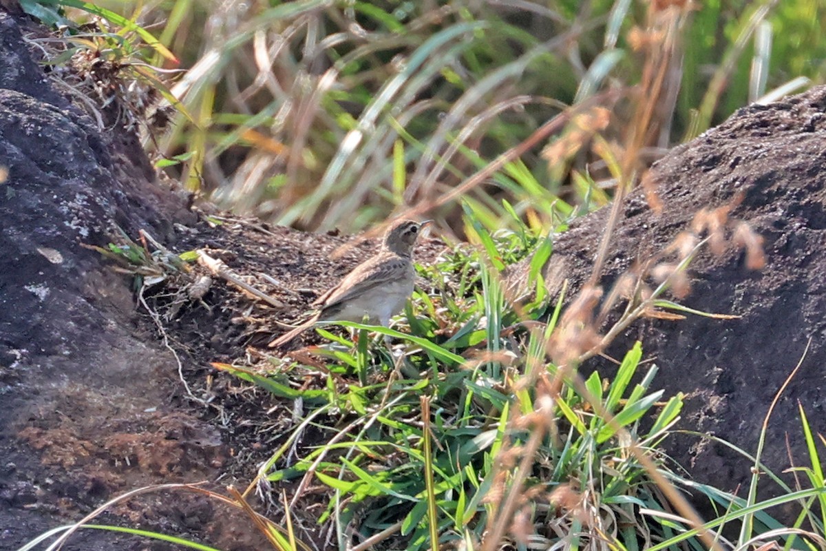 Paddyfield Pipit - ML563322271