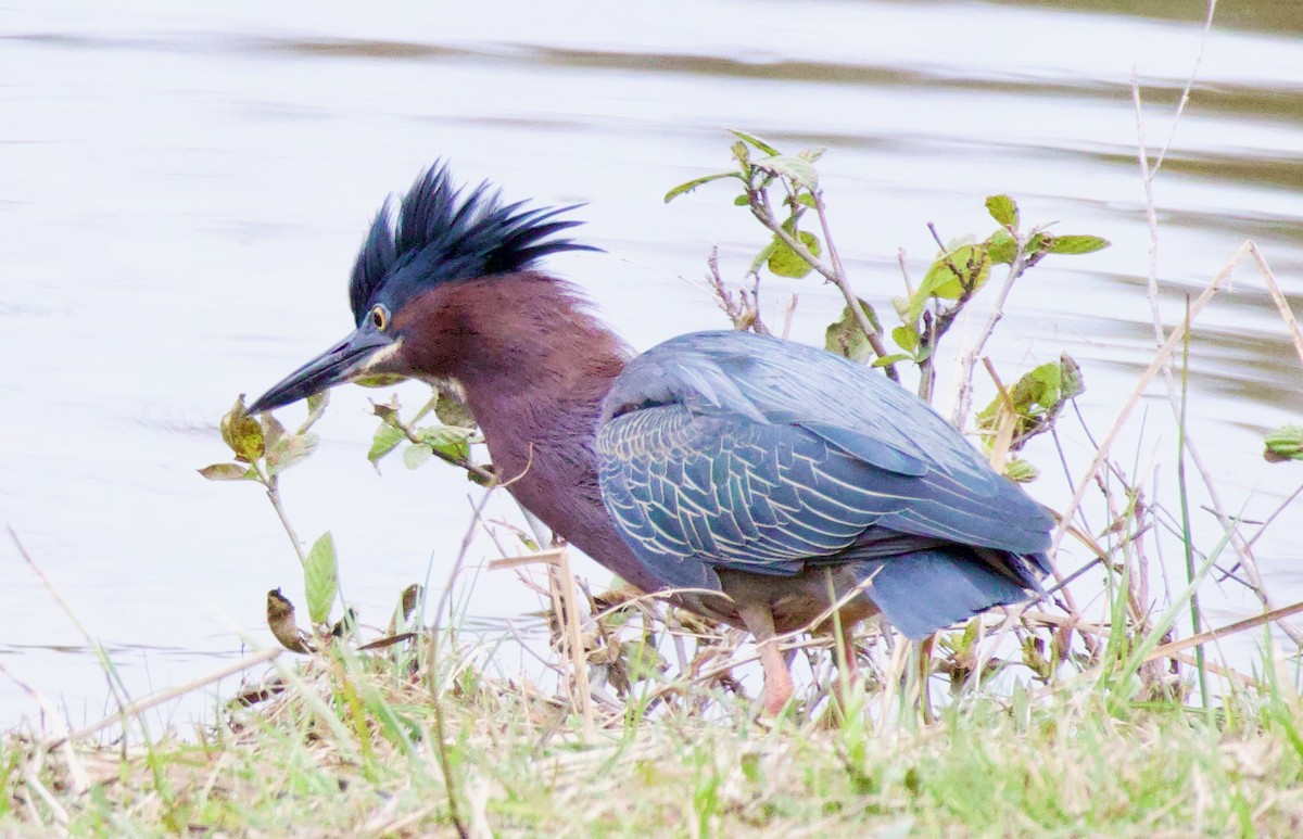 Green Heron - ML563322291