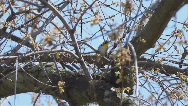 Yellow-throated Warbler - ML563322321