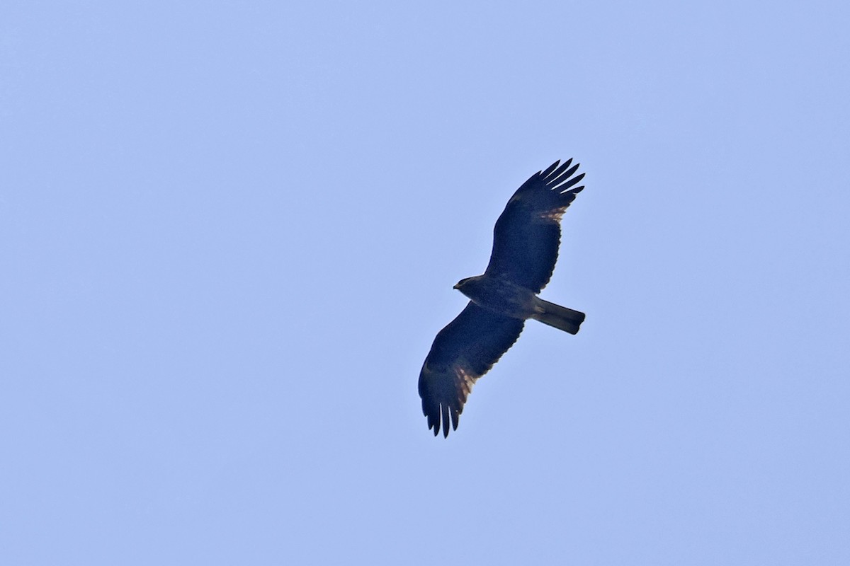 Booted Eagle - ML563322391