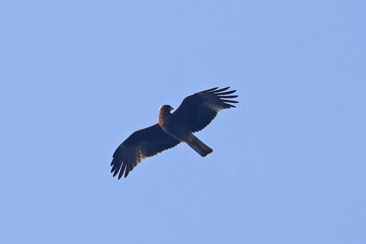 Aquila minore - ML563322401