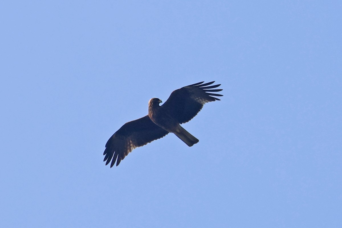 Booted Eagle - ML563322401