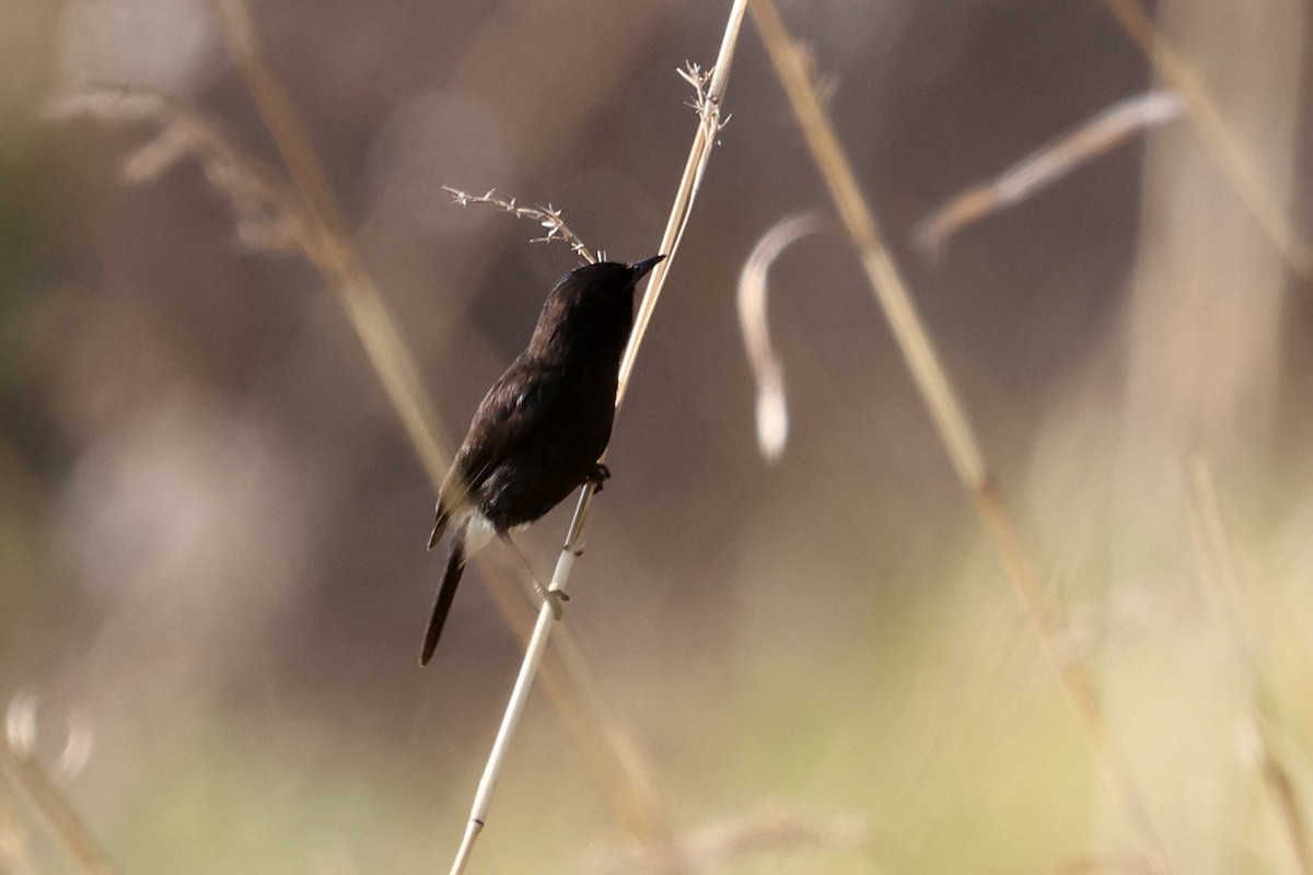 Pied Bushchat - ML563323081