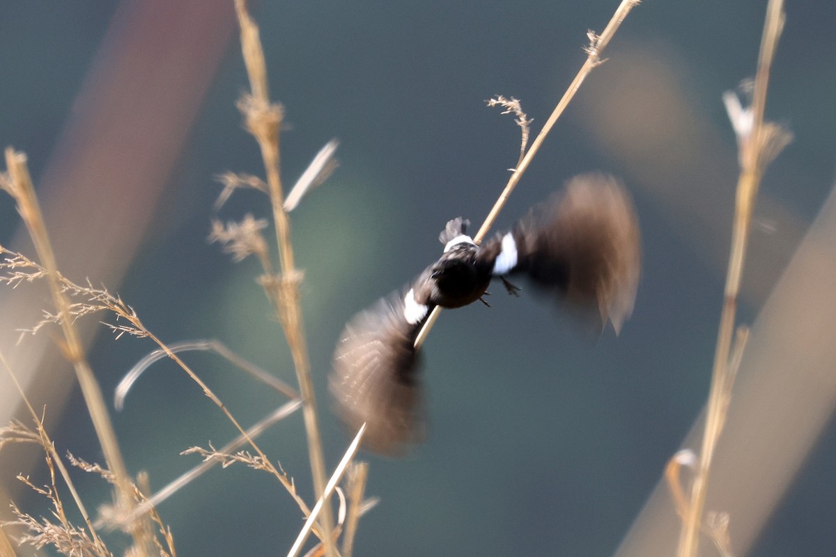 Pied Bushchat - ML563323091