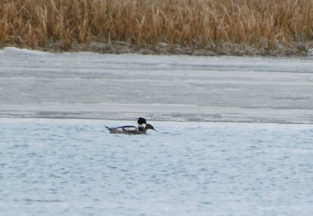 Red-breasted Merganser - Alfred Scott