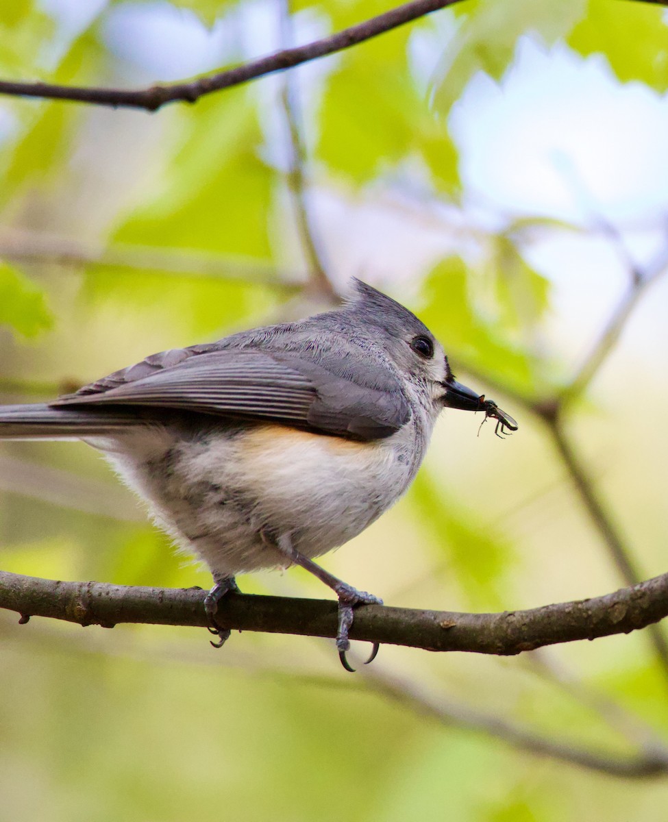 Mésange bicolore - ML563323461