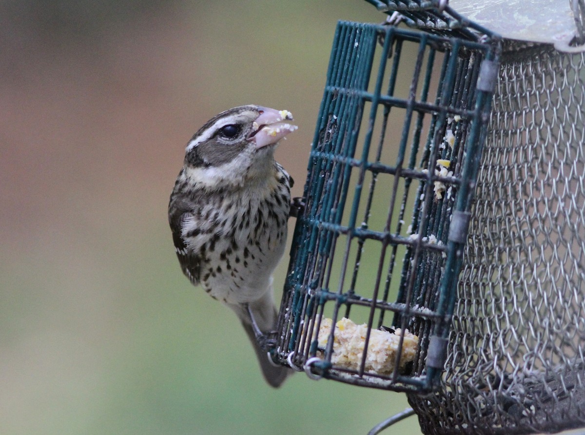 Rose-breasted Grosbeak - ML56332351