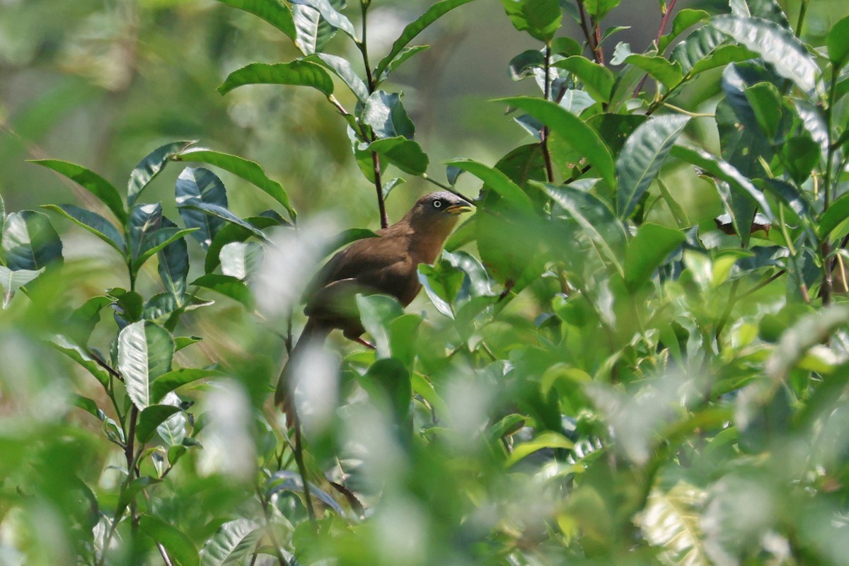 Rufous Babbler - ML563323611