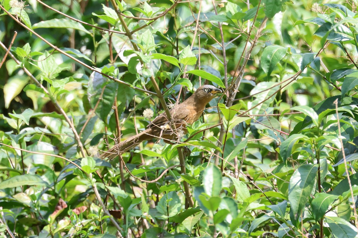 Rufous Babbler - Charley Hesse TROPICAL BIRDING