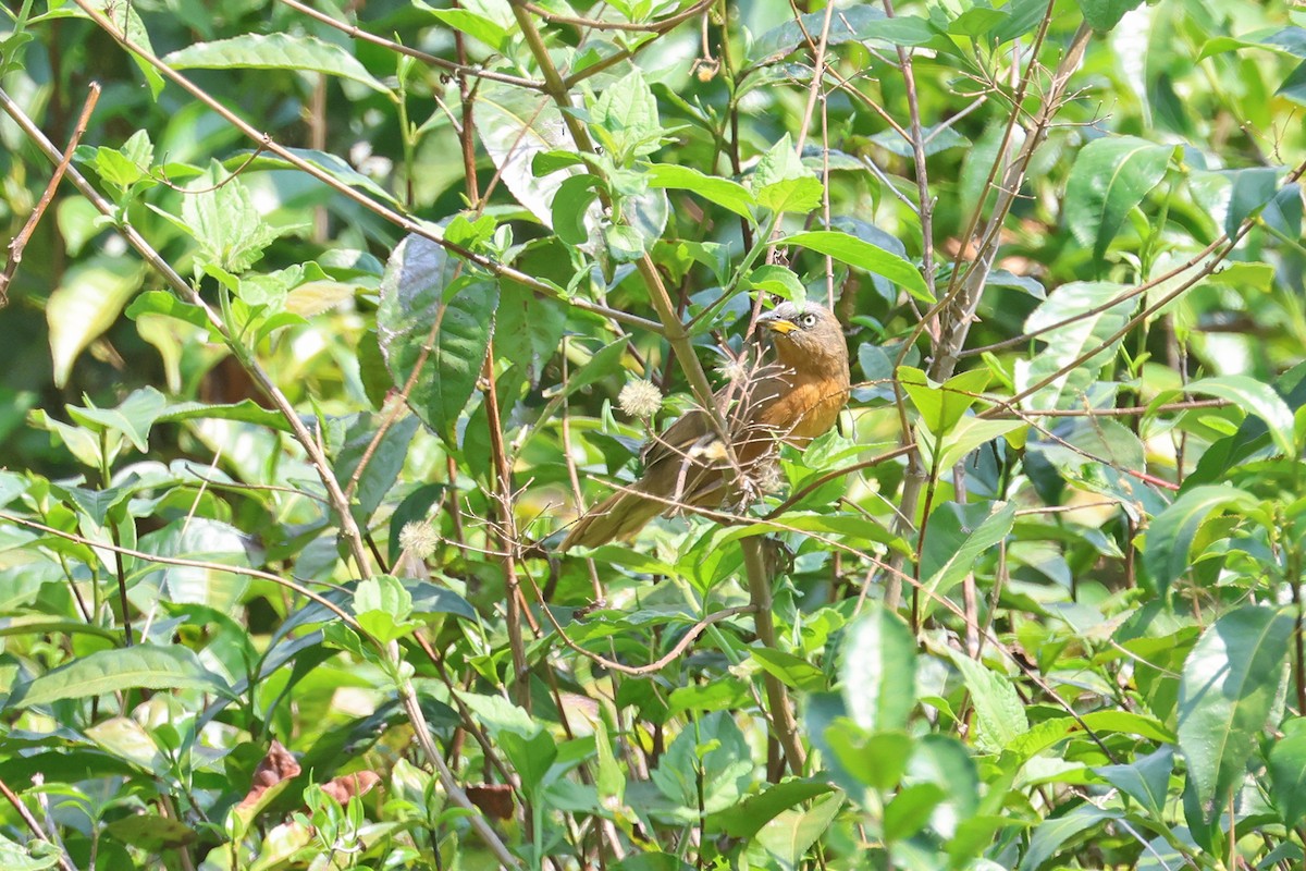 Rufous Babbler - Charley Hesse TROPICAL BIRDING